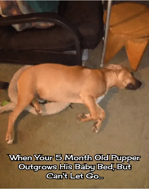 A light brown puppy is lying on its side on a carpeted floor, stretched out awkwardly with its head turned toward the right…