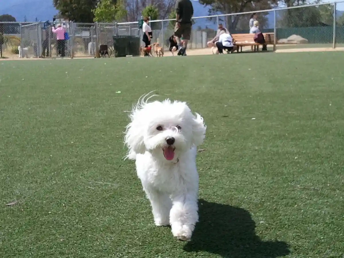 A small, fluffy white dog runs joyfully toward the camera on green artificial turf in a fenced dog park, with people and…