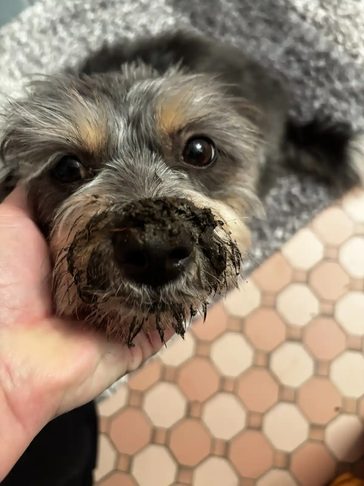 A close-up photo shows a small, scruffy dog with a muddy nose and whiskers, being held by a person's hand. The dog has wide…