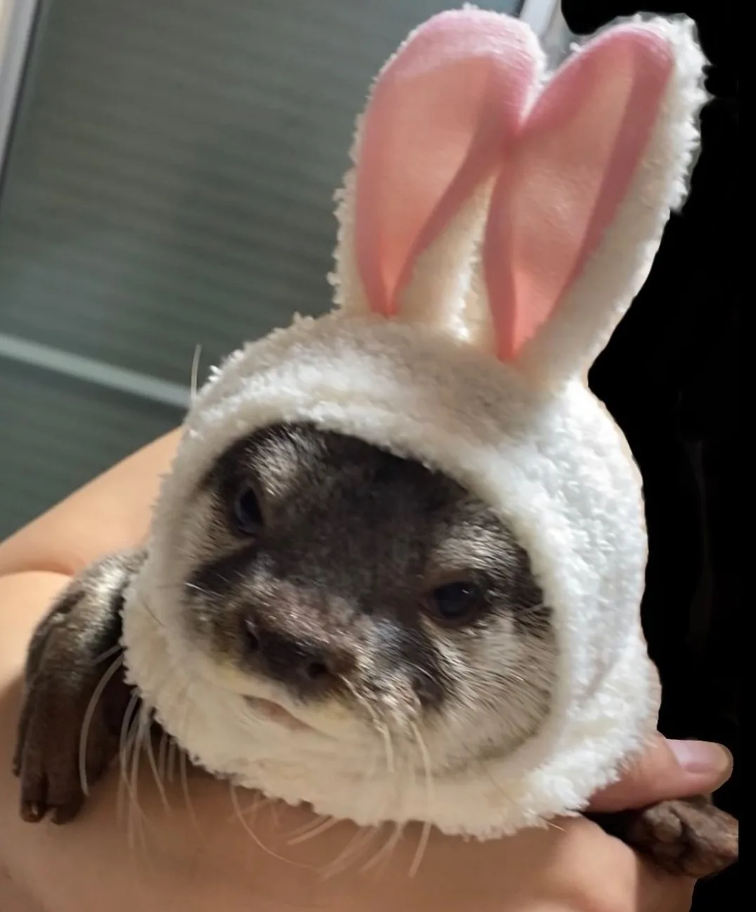 A small seal pup is being held in someone's hand and is wearing a fluffy white bunny costume with pink ears. The seal has a…
