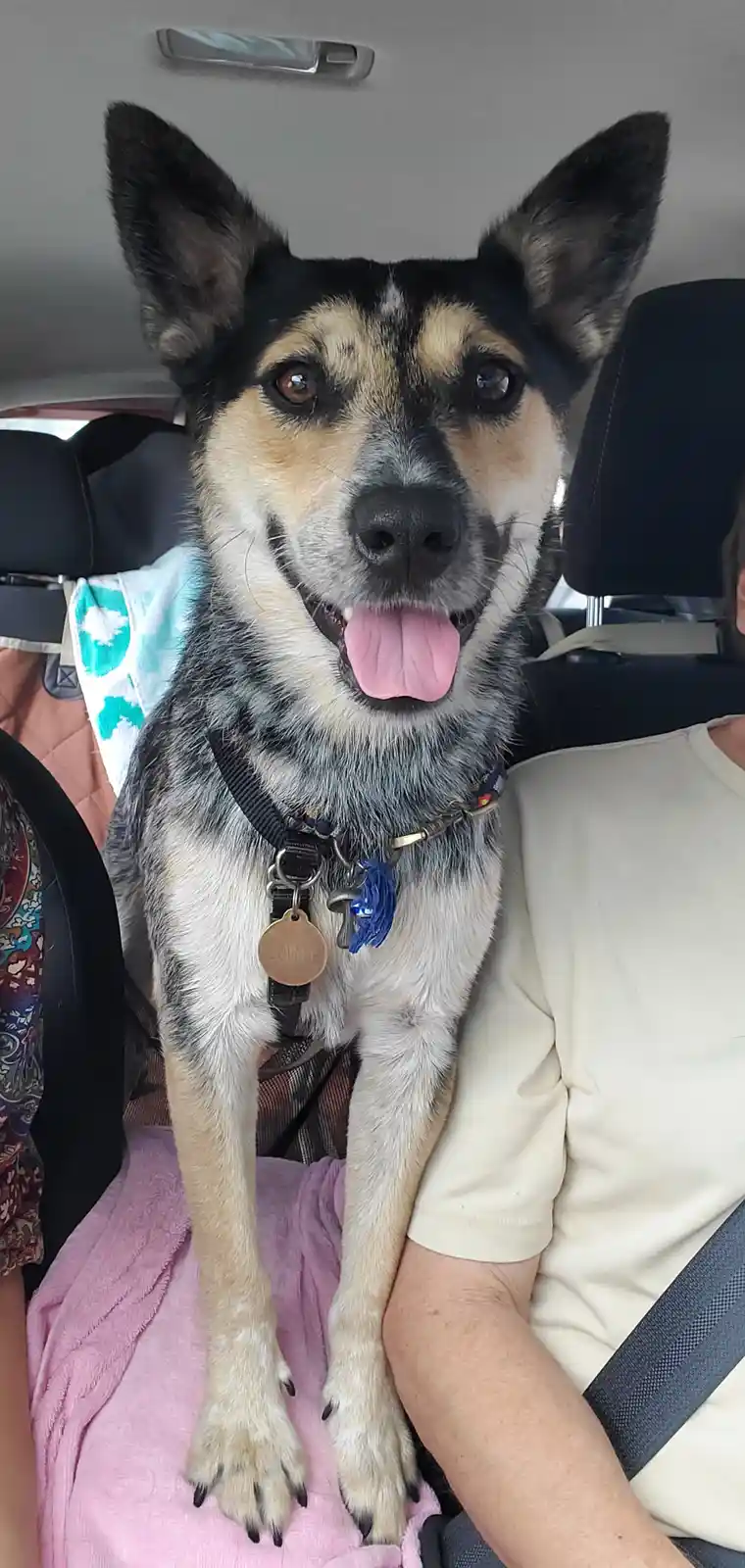 A happy-looking blue heeler dog with black-tipped paws sits upright in a car, tongue out, on a person's lap. The dog wears a…