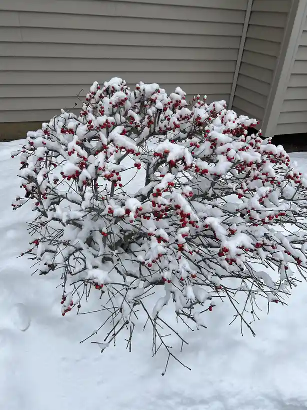 A bush covered in snow with bright red berries poking through the white flakes, set against a beige house siding. The…