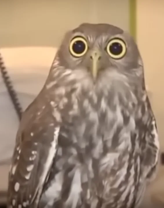 A close-up of a small owl with wide, round, yellow-ringed eyes staring directly at the camera, its feathers are gray and…