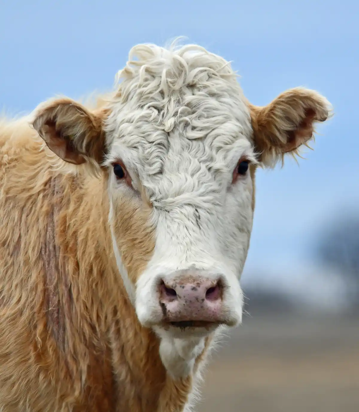 A close-up photo of a cow with a white face and brown body, looking directly at the camera with a furrowed brow and slightly…