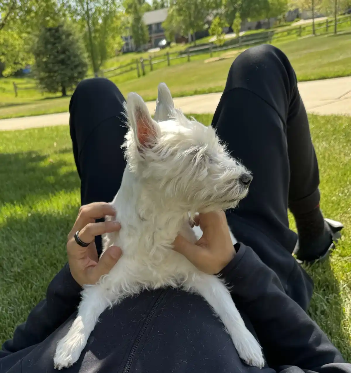 A person in black sweatsuit sits on grass with a small white dog resting on their chest, hands gently holding the dog. The…
