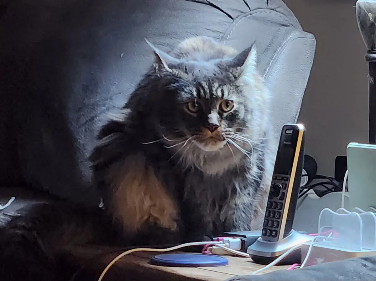A fluffy long-haired cat with a grumpy, unimpressed expression sits on a dark couch next to a cordless phone and various…
