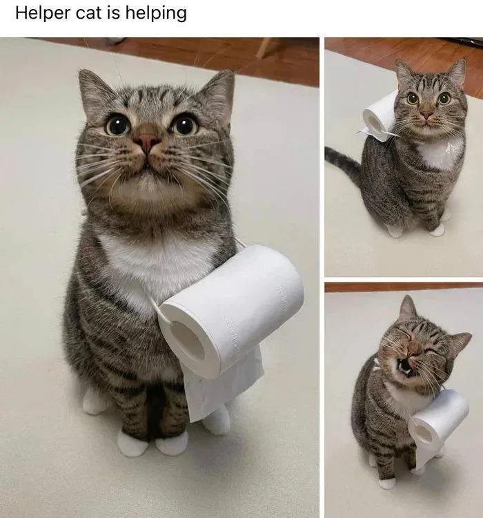 A tabby cat with a white chest is shown in three panels: upright holding a toilet paper roll, sitting with the roll on its…