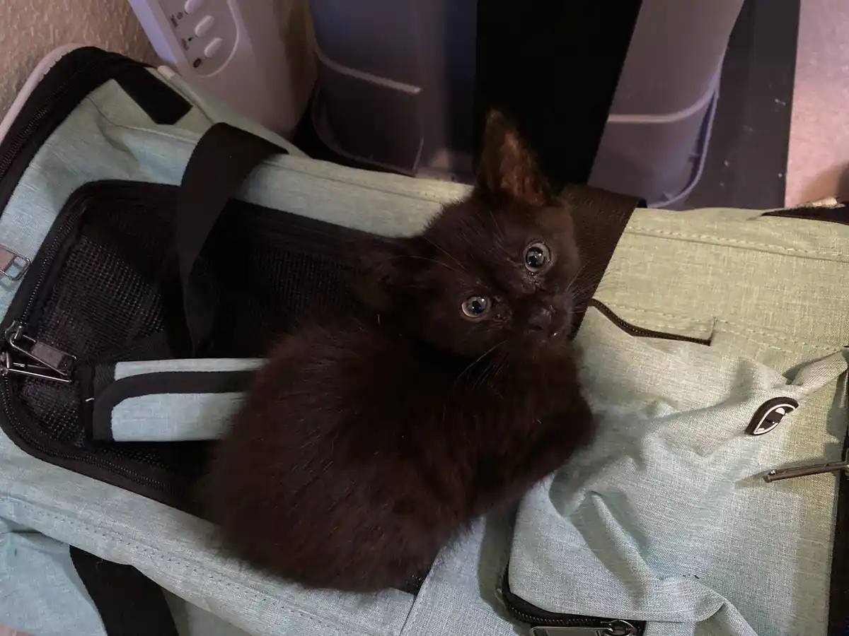 A small black kitten with wide, startled eyes sits inside an open light green and black pet carrier bag, looking directly at…