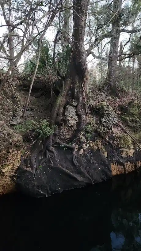 A large, gnarled tree with exposed, sprawling roots grows from a mossy, rocky bank beside dark water. The roots are thick…