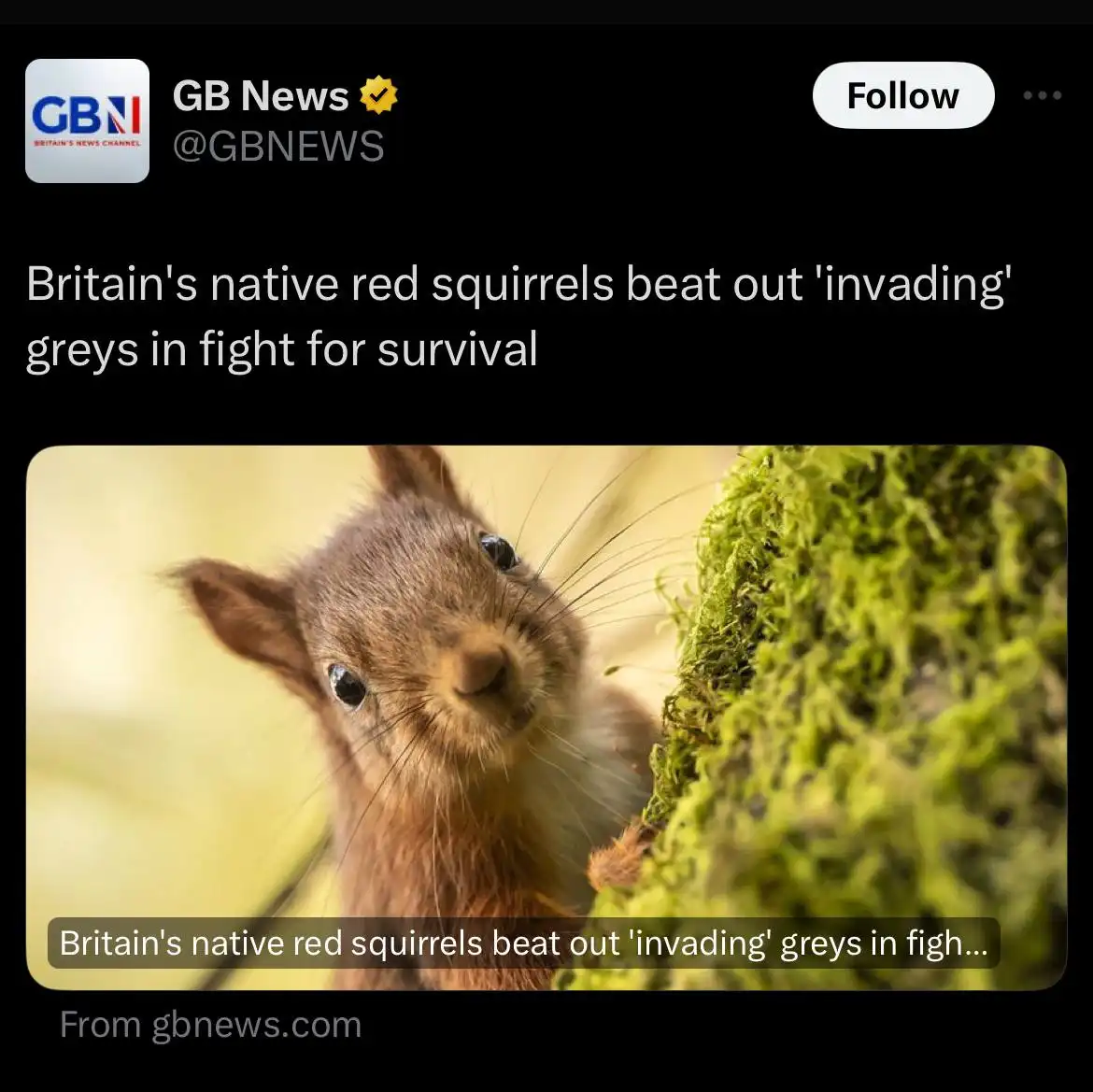 A close-up photo of a red squirrel peeking out from behind a mossy tree trunk, overlaid with the text 'Britain's native red…