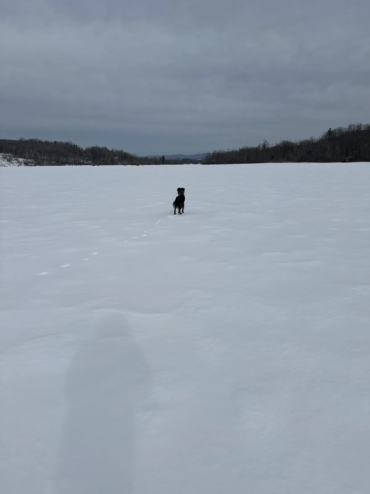 A small black dog stands alone on a vast, flat frozen lake under an overcast sky, with bare trees lining the distant shore…