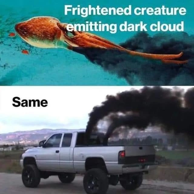 The top panel shows a squid underwater with a dark cloud trailing from its body, captioned 'Frightened creature emitting…