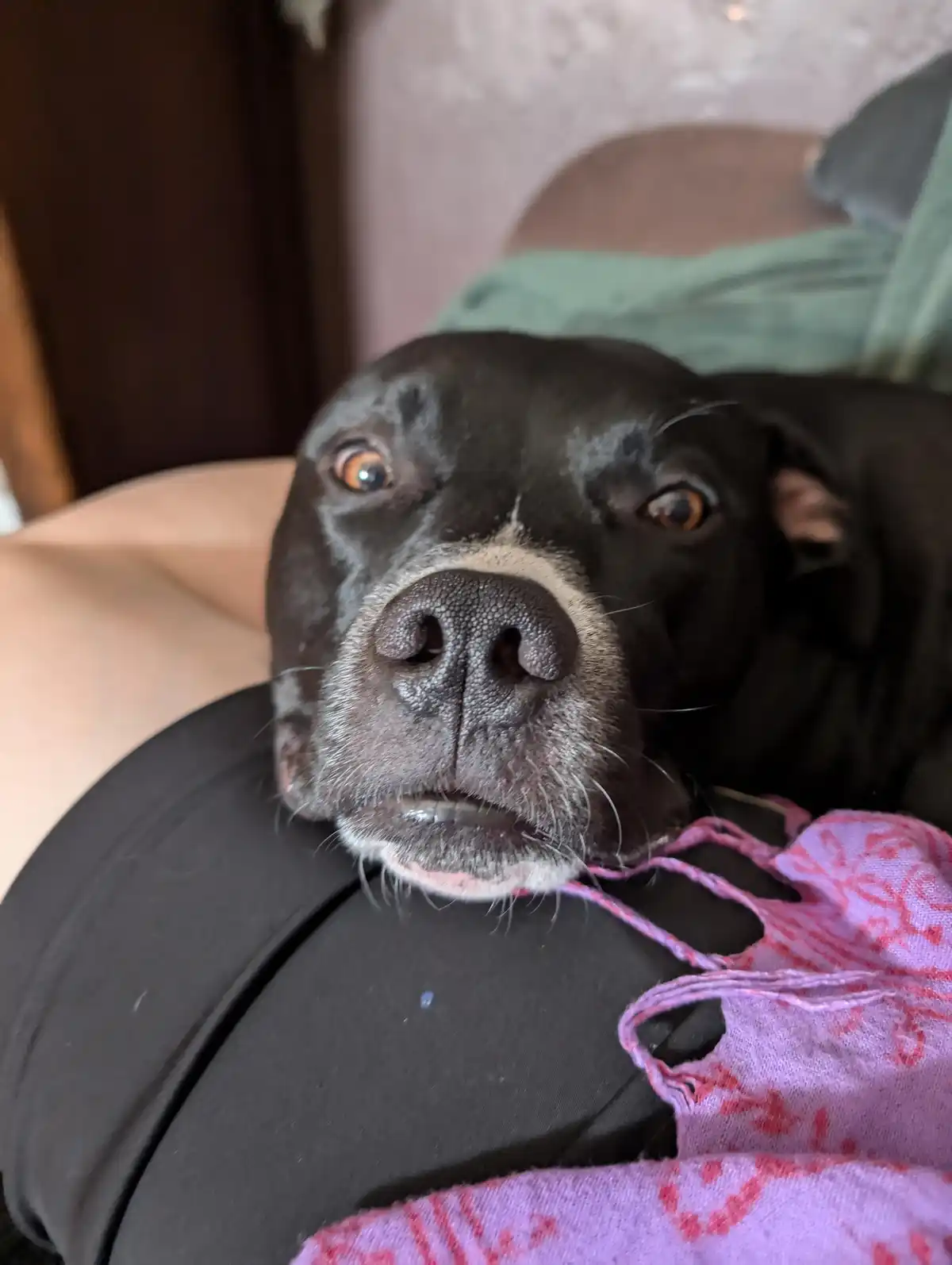 A close-up photo shows a black dog with wide, pleading brown eyes and a white muzzle resting its head on a person's lap…