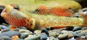 A small, colorful fish with red-orange fins and spots lies on a bed of gray and brown pebbles, its mouth open as if…