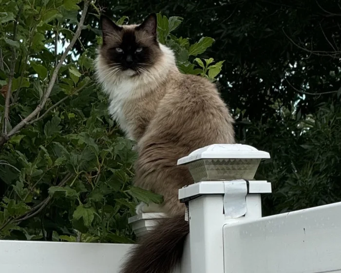 A fluffy, long-haired cat with dark points on its face and ears sits atop a white fence post, surrounded by green foliage…