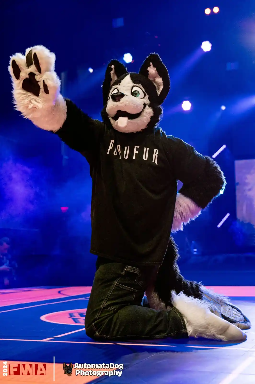 A person in a black-and-white husky fursuit kneels on a stage with blue and pink lighting, waving with one paw while wearing…