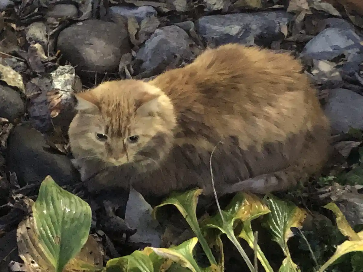 A fluffy orange tabby cat is curled up among rocks and green plants, looking directly at the camera with a sleepy…