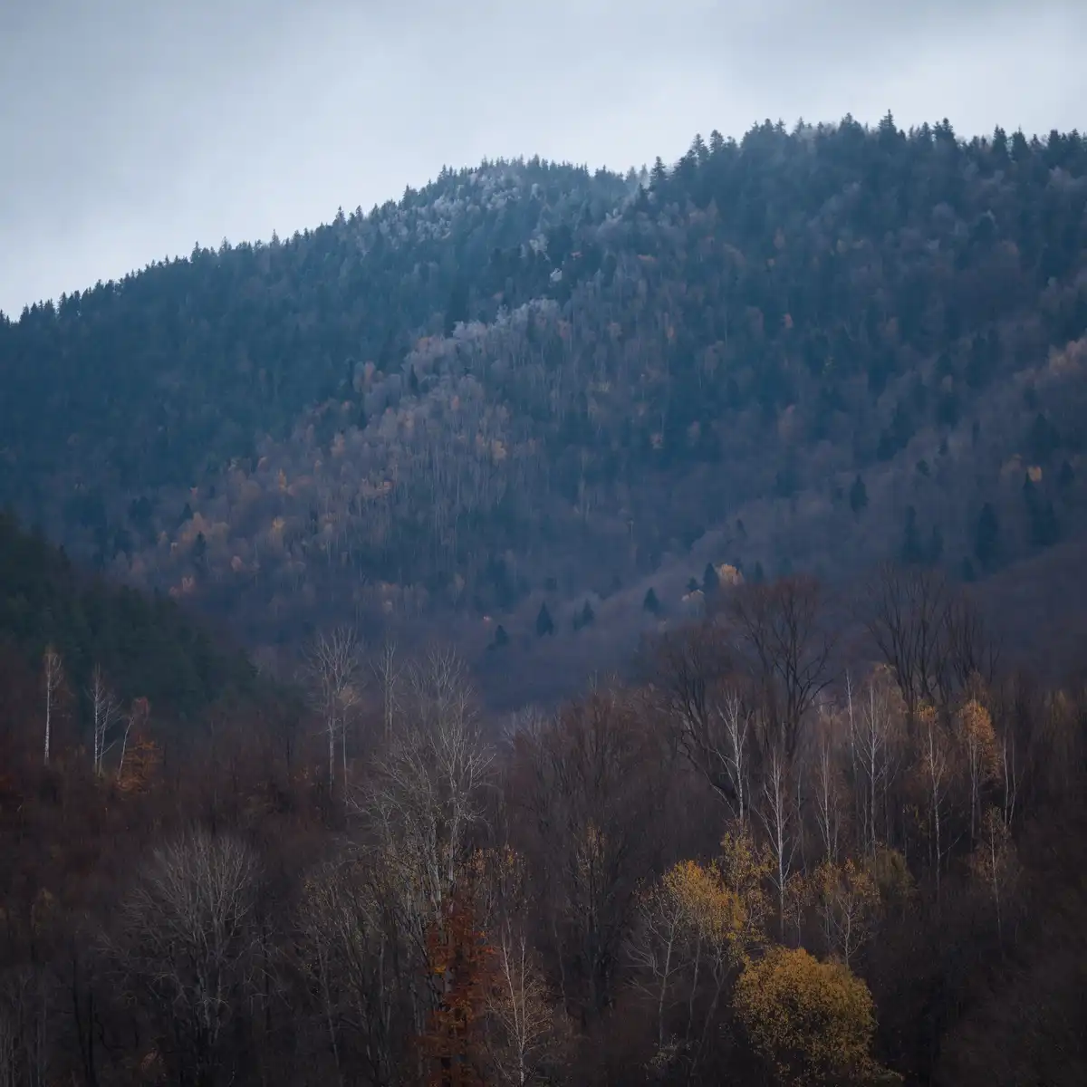 A misty, autumnal forest scene showing a hillside covered in trees with bare branches and patches of orange and yellow…
