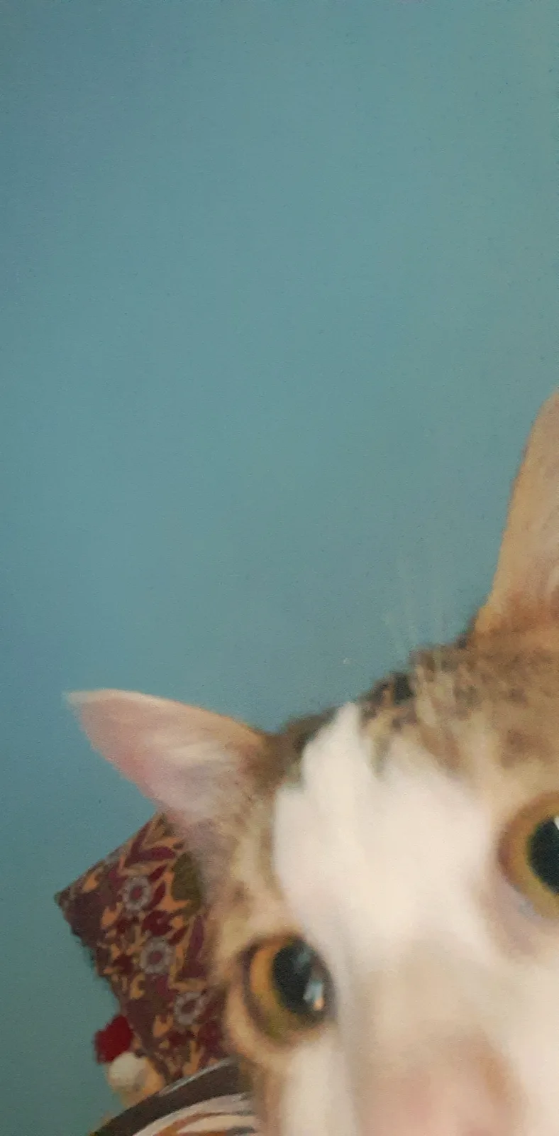 A close-up, slightly blurry photo shows the face of a cat with white and brown fur, large yellow-green eyes, and one ear…
