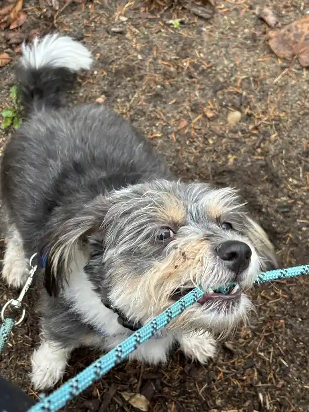 A small, fluffy dog with gray, white, and tan fur is outdoors on dirt ground, holding a blue leash in its mouth. The dog…