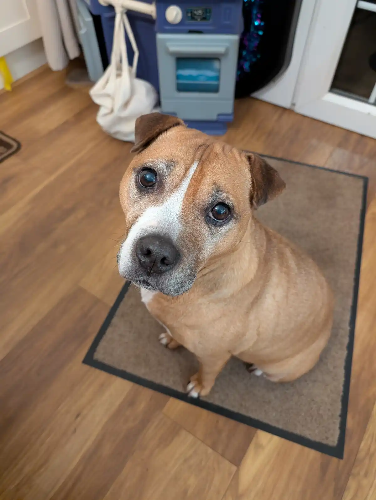 Meet Trixie, the 10-Year-Old Wonder Dog