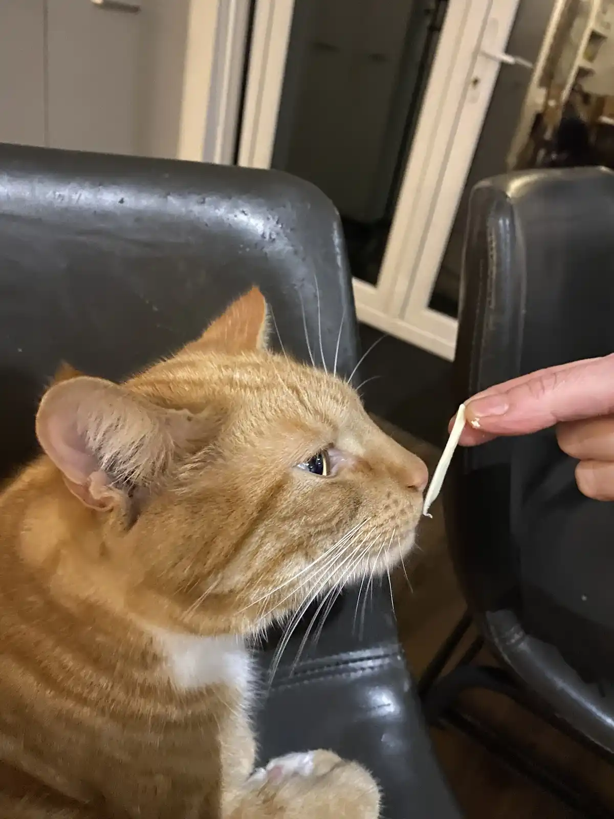 An orange tabby cat sits calmly on a black leather chair, looking skeptically at a thin, pale yellow noodle-like object held…