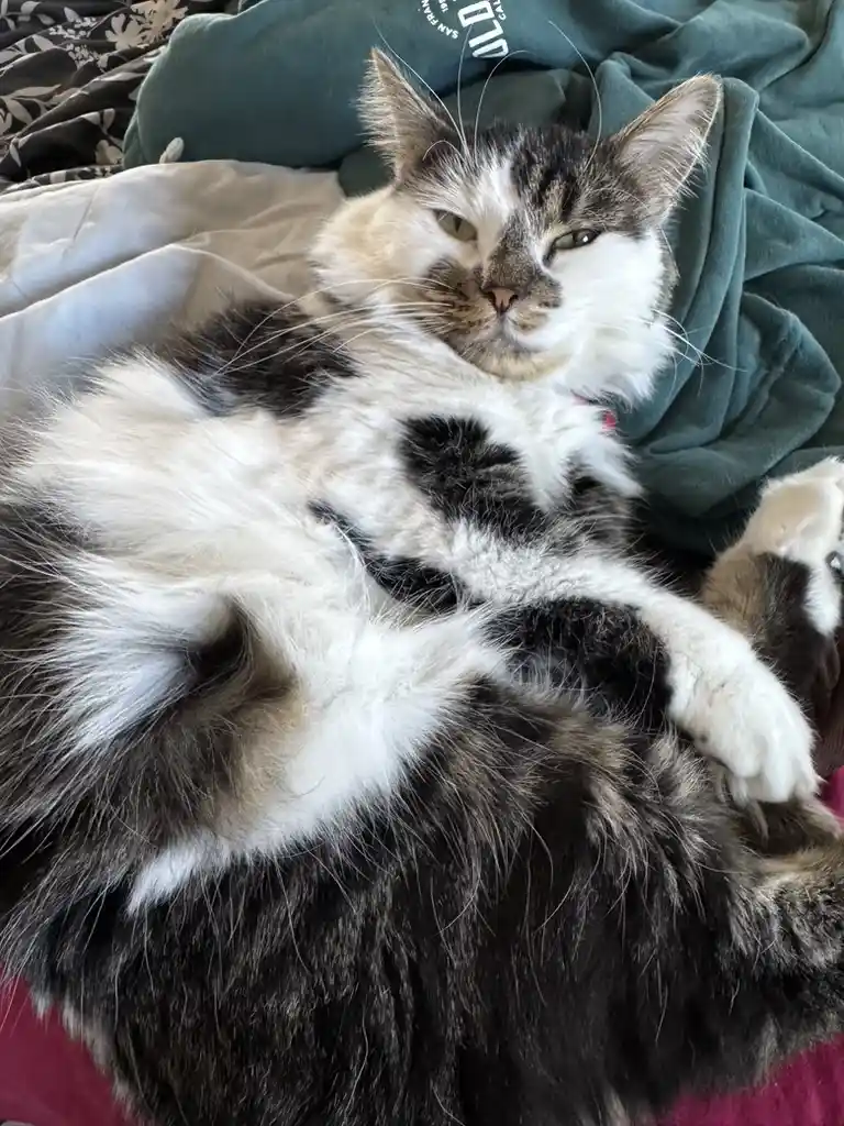a fluffy black and white cat lies curled up on a bed with green and white blankets, looking directly at the camera with…
