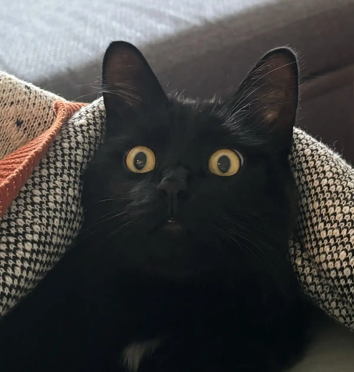 A close-up photo shows a black cat with wide, startled yellow eyes looking directly at the camera, peeking out from behind a…