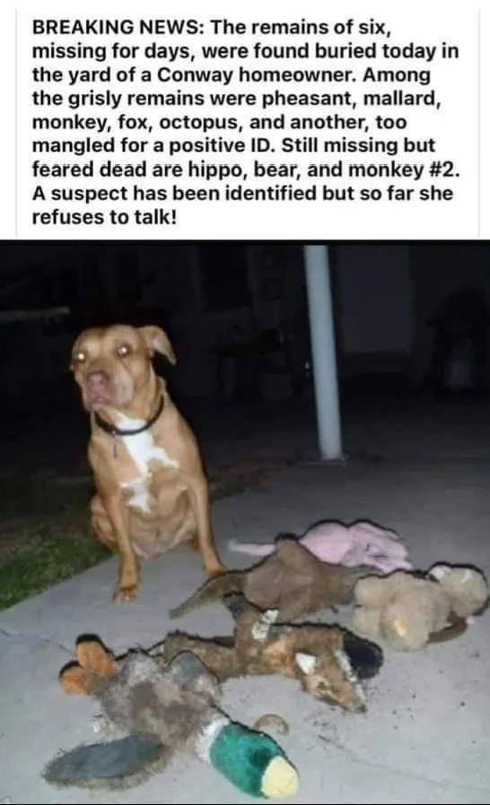 A brown pit bull dog sits on a concrete sidewalk at night, looking directly at the camera with a serious expression…