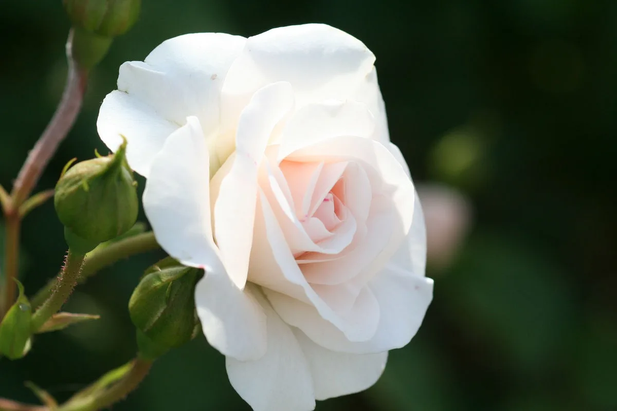A close-up photograph of a white rose with soft pink shading at its center, set against a blurred green background with…