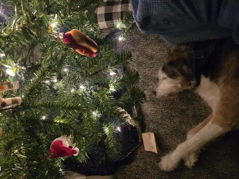 A dog with brown, white, and black fur lies asleep on a carpet next to a lit Christmas tree adorned with ornaments…