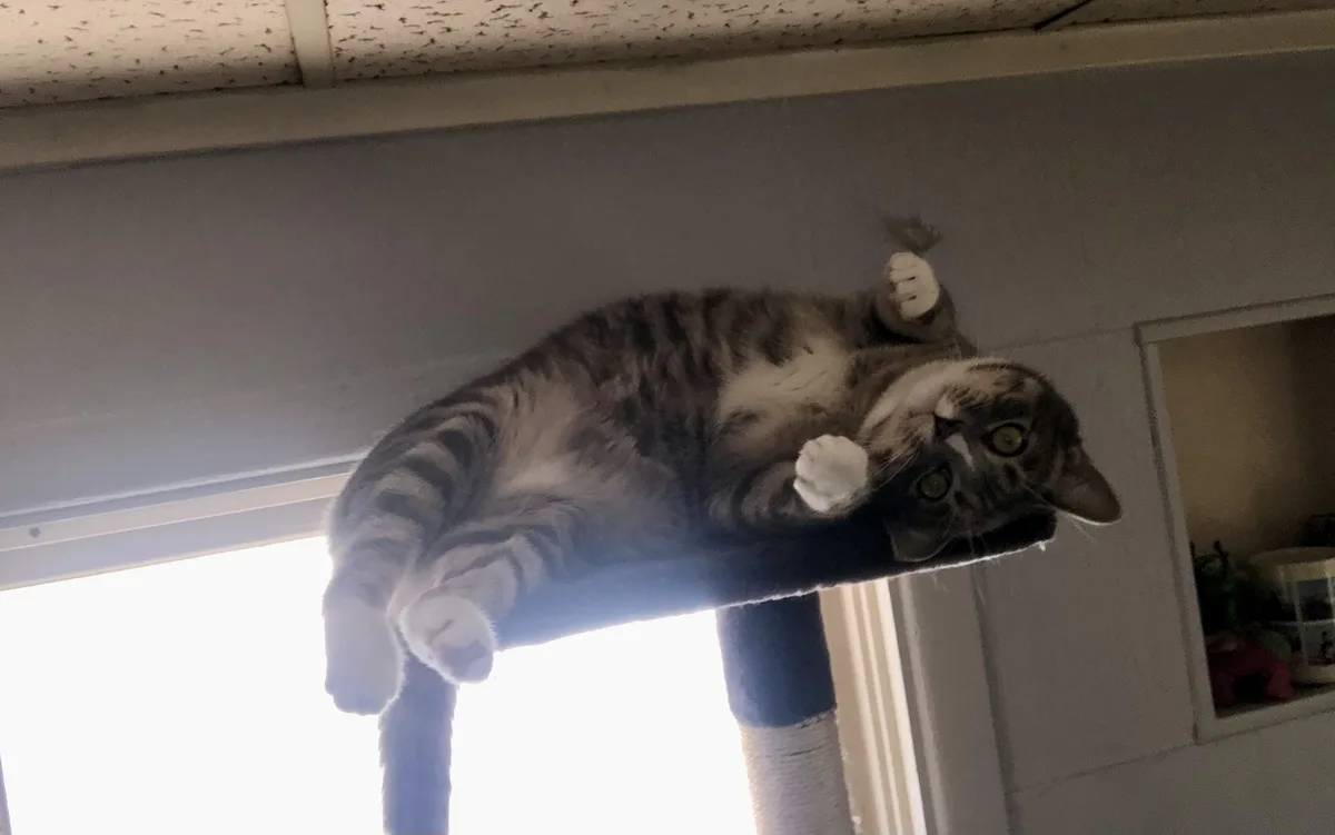Can't Help but Love This Silly Goofball!
