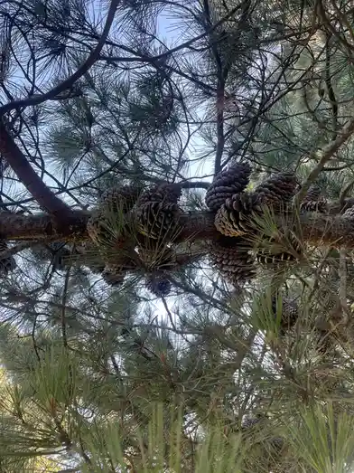 A low-angle photo shows a thick pine tree branch heavily laden with numerous brown pine cones, surrounded by green pine…