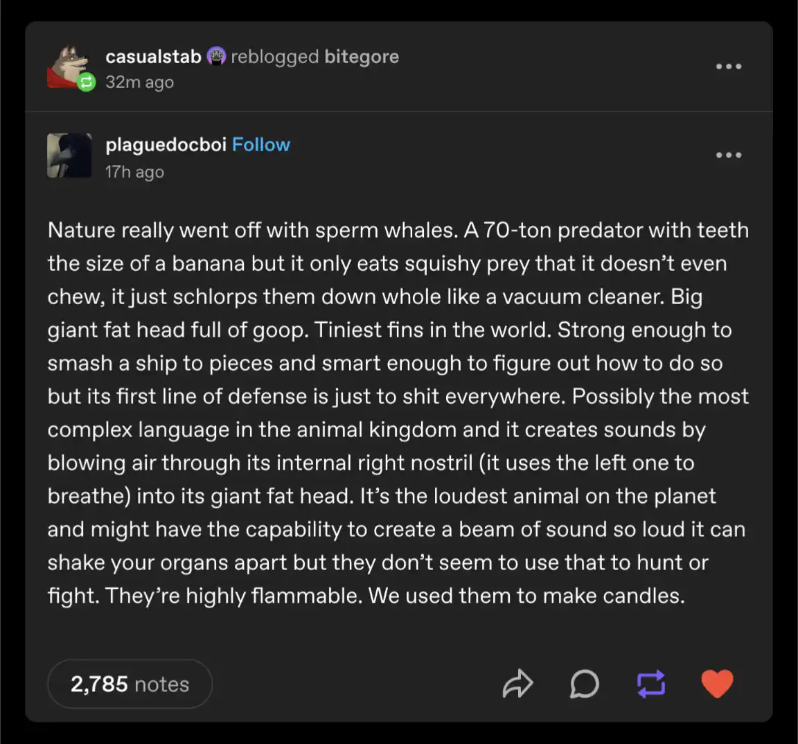 A screenshot of a Tumblr post by 'plaguedocboi' describing sperm whales with humorous, exaggerated details like 'teeth the…