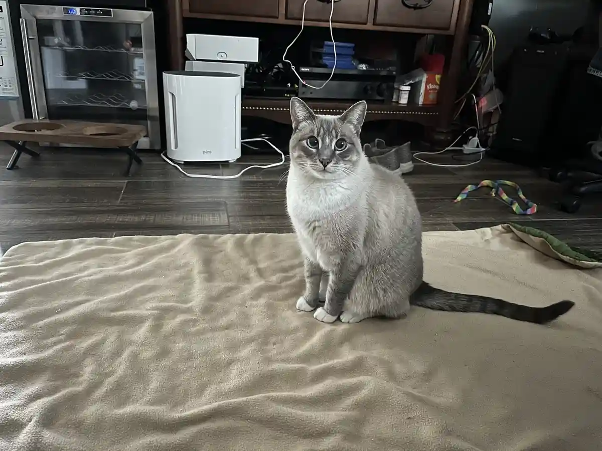 A grey and white cat with large blue eyes sits upright on a beige blanket in a cluttered living room, looking directly at…