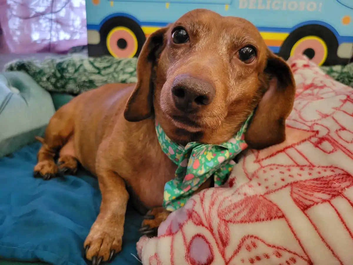 A brown dachshund with large, soulful eyes lies on a blue cushion, wearing a colorful patterned bandana. Behind it, a blue…