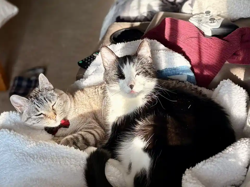Two cats are lounging on a fluffy white blanket in a sunlit room. The cat on the left is a gray tabby wearing a red bowtie…