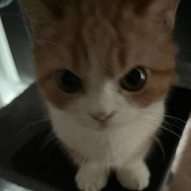 A close-up photo of a small, fluffy orange and white kitten with large, round, dark eyes staring directly at the camera. The…