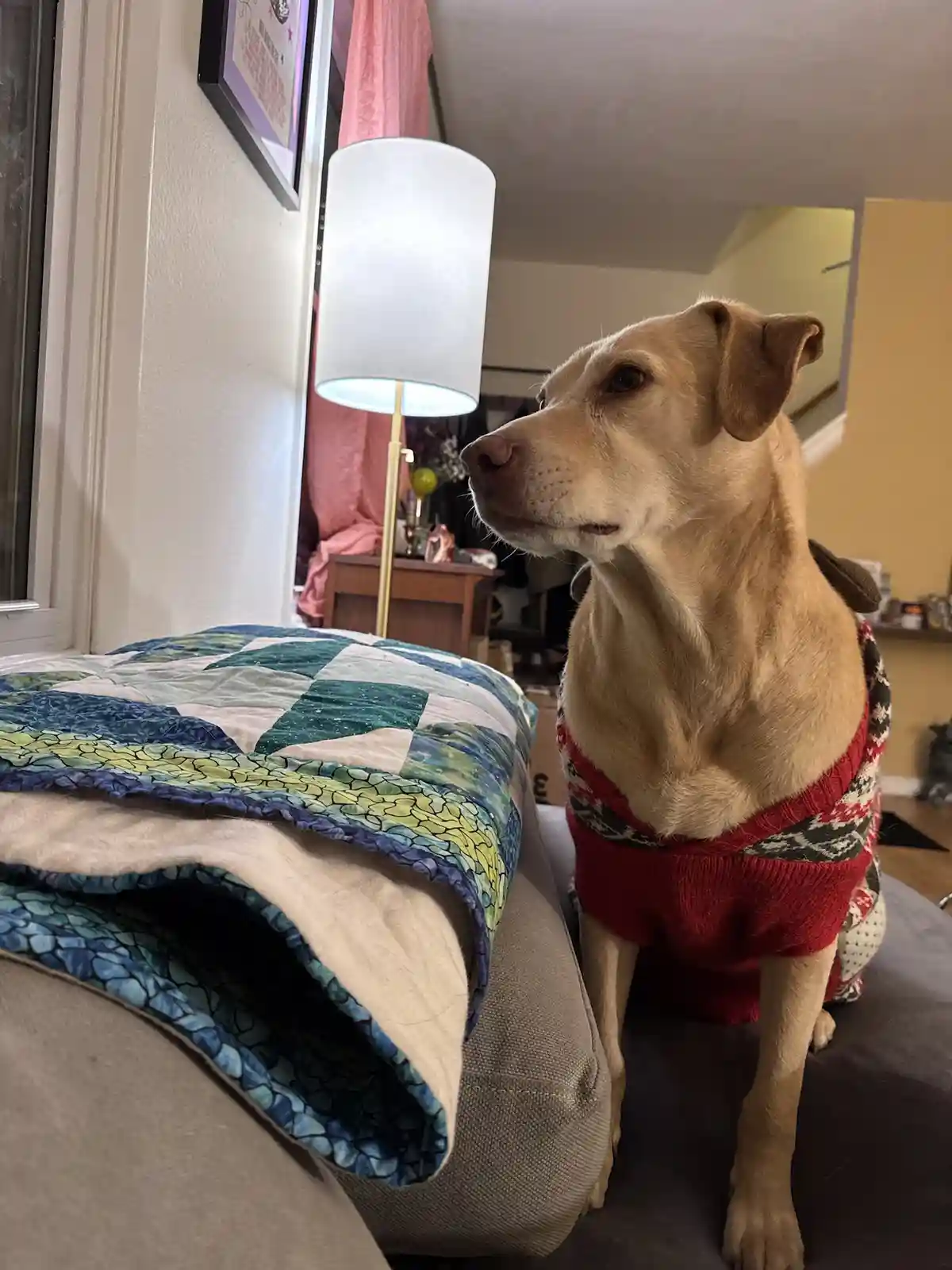 A light brown dog wearing a red and patterned sweater sits upright on a couch next to a folded quilt. The dog gazes off to…