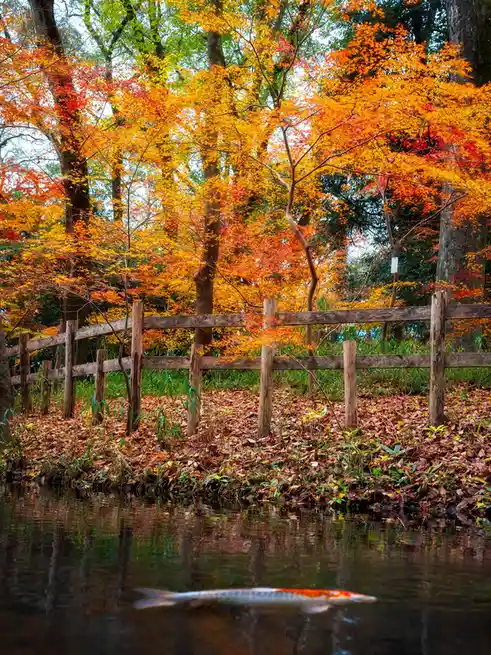 A serene autumn scene shows vibrant orange and red maple trees behind a weathered wooden fence, with fallen leaves covering…