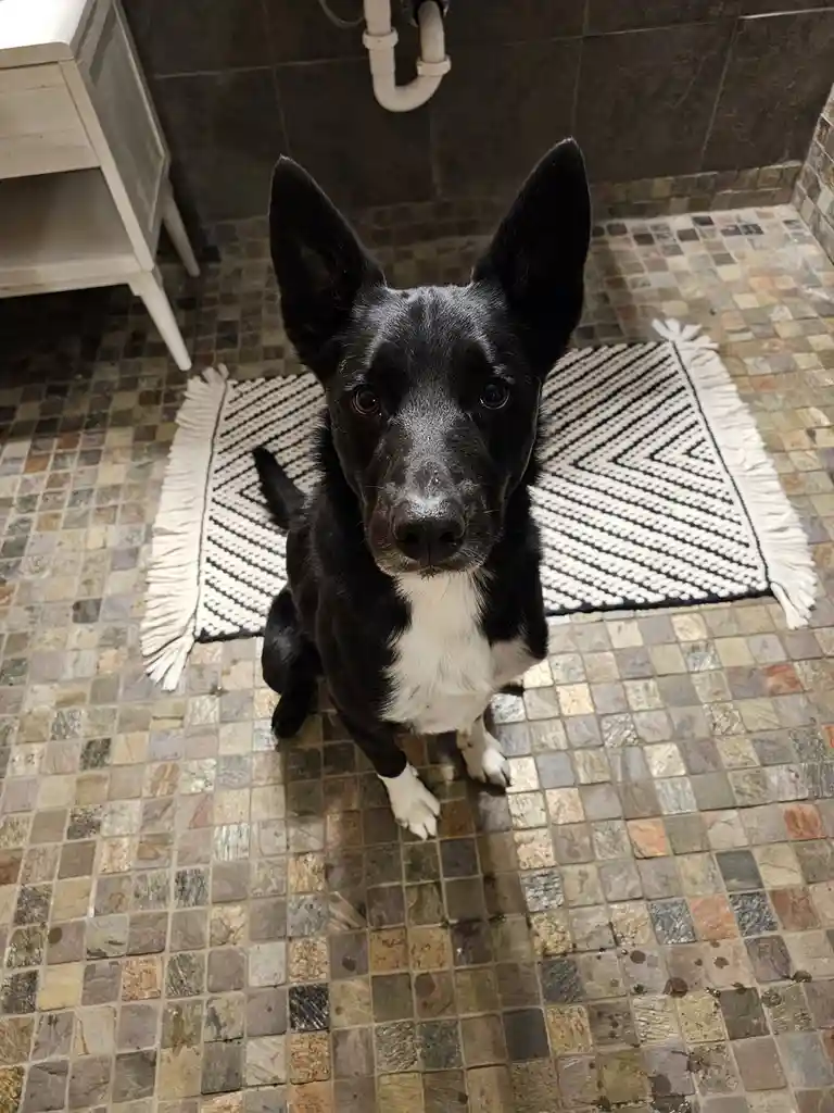 A black and white dog with pointed ears sits on a mosaic-tiled bathroom floor, looking up at the camera with a slightly…
