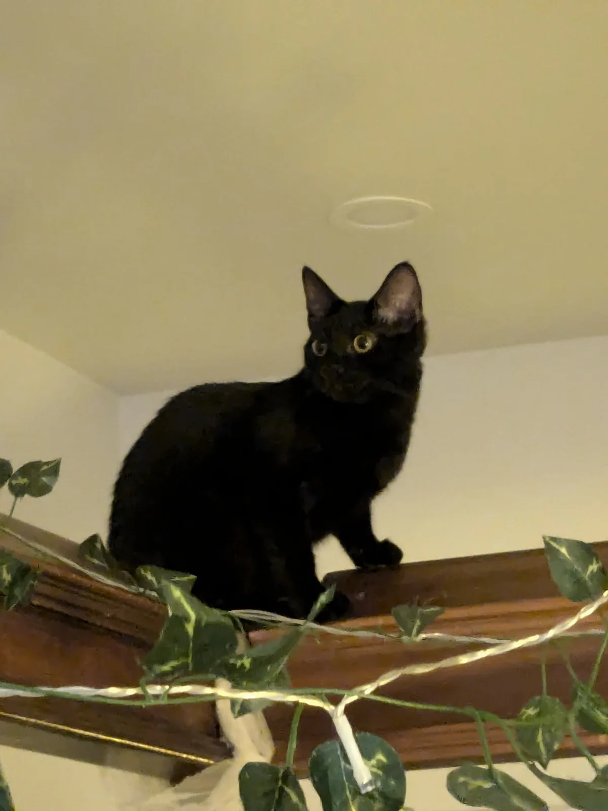 A black cat with wide, startled eyes sits alertly on a wooden staircase railing, surrounded by green ivy and string lights…