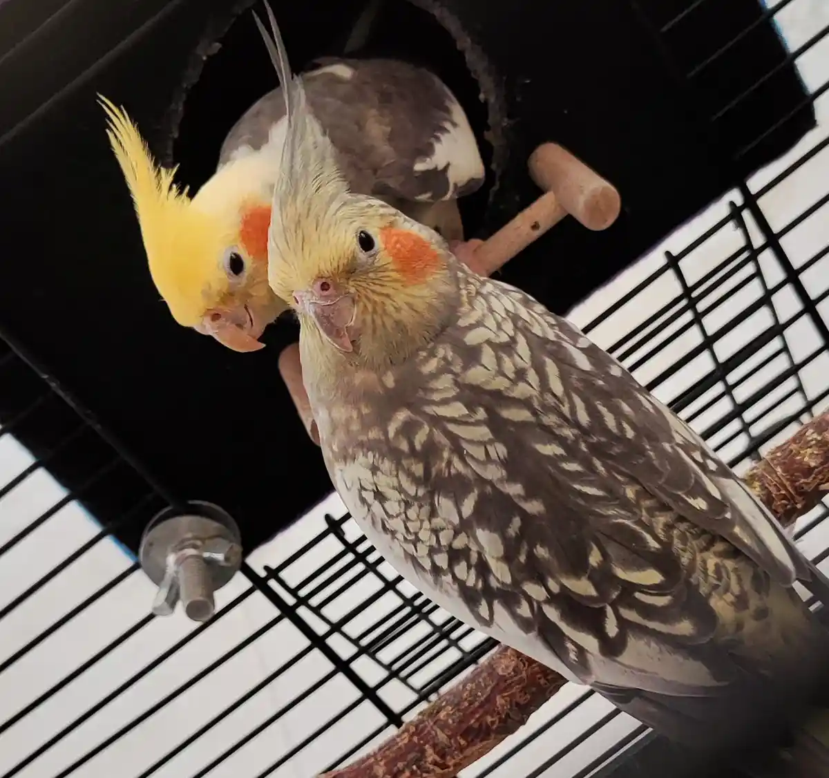 Two cockatiels are perched inside a black wire cage, one facing forward with a patterned brown and white body and the other…