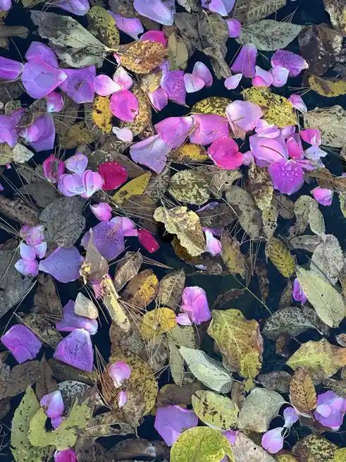 An overhead shot of a dark body of water covered with floating autumn leaves in shades of brown, yellow, and green, mixed…