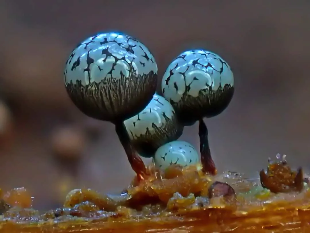 A close-up photo shows four small, round, translucent fungal structures with dark, cracked patterns resembling faces…