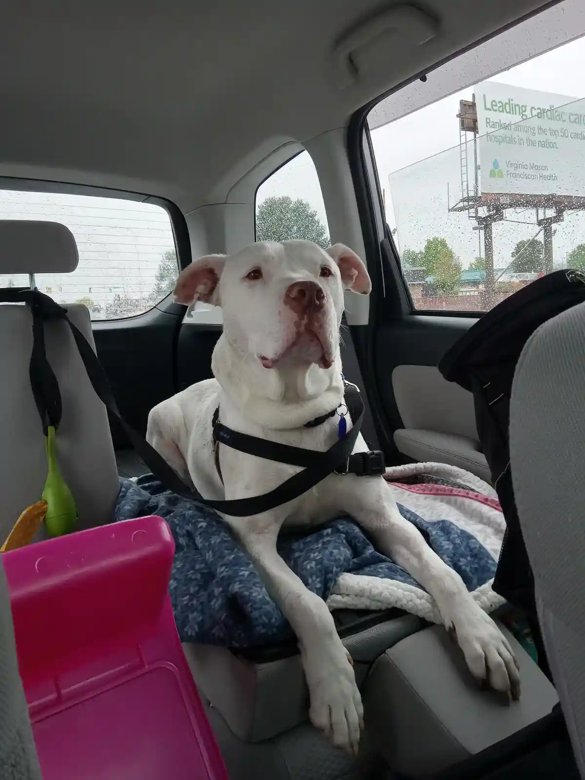 A white dog with floppy ears sits calmly in the backseat of a car, secured with a black harness, resting on a blue blanket…