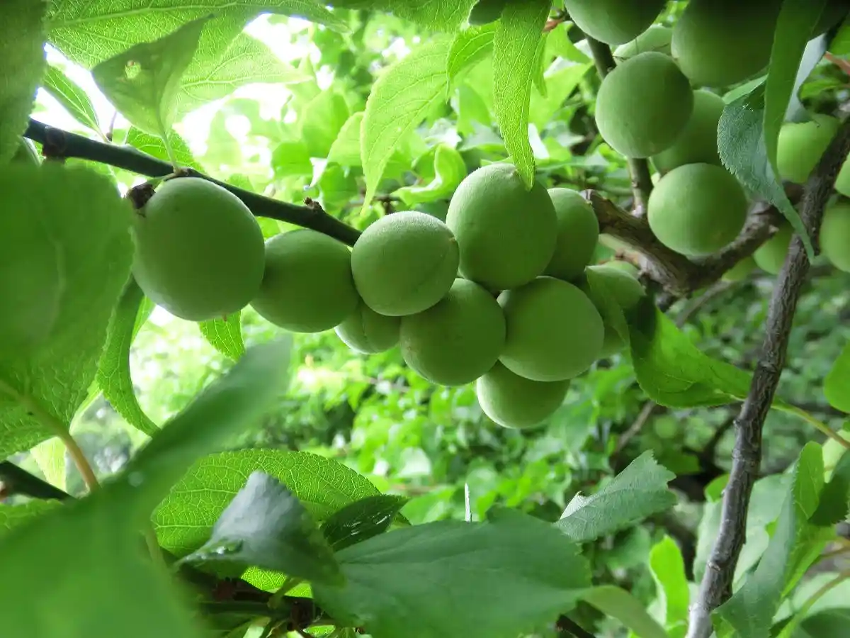 A close-up photo shows a cluster of green, unripe plums hanging from a tree branch, surrounded by lush green leaves. The…