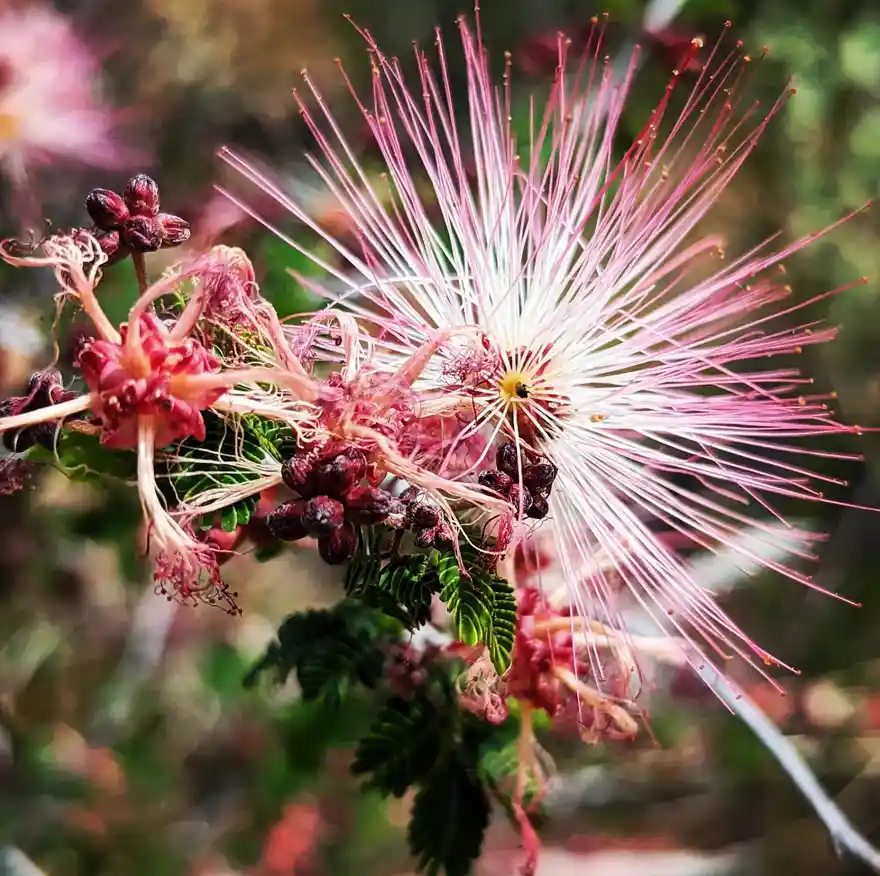 A close-up photograph of a pink and white powderpuff flower with delicate, thread-like petals radiating from a central…