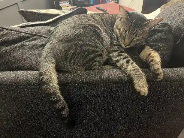 A gray tabby cat is curled up and sleeping soundly on the armrest of a dark gray couch, its eyes closed and paws relaxed…
