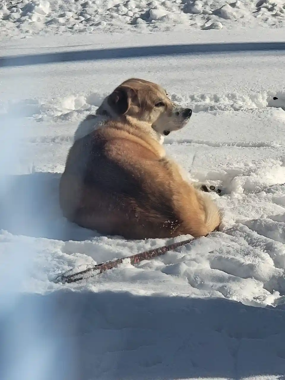 A medium-sized, tan and white dog sits curled in deep snow, facing right, with a leash lying in the snow nearby. The dog…
